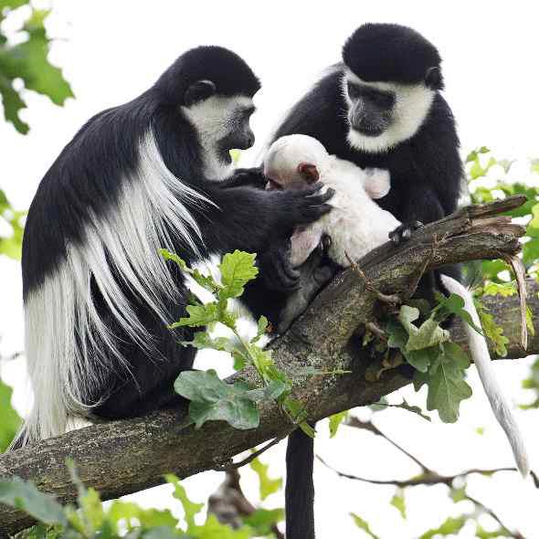Gueréza pláštíková, foto (c) Tomáš Adamec, Zoo Praha